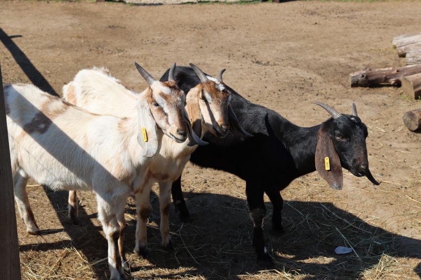 Anglo-Nubische Ziege