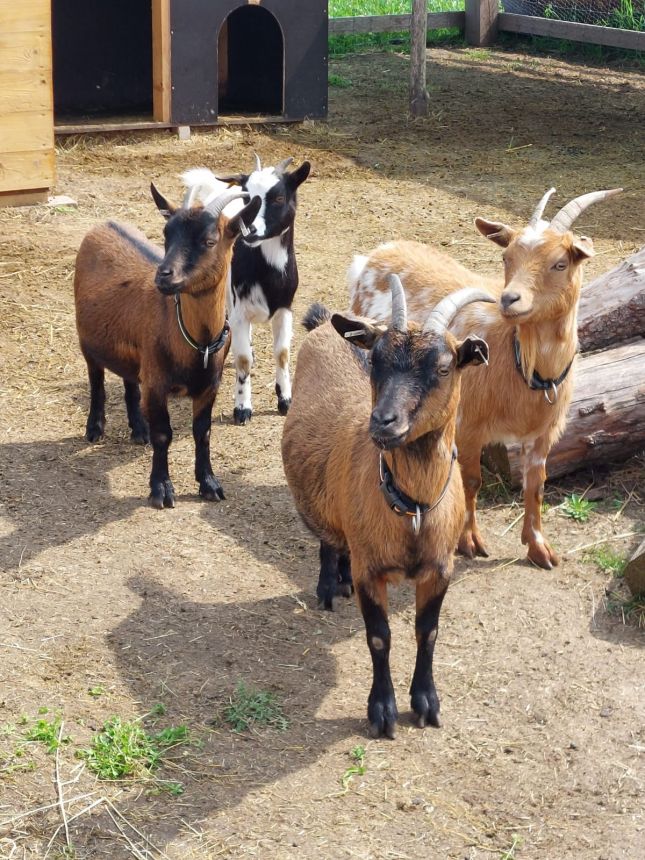 Holländische Zwergziege