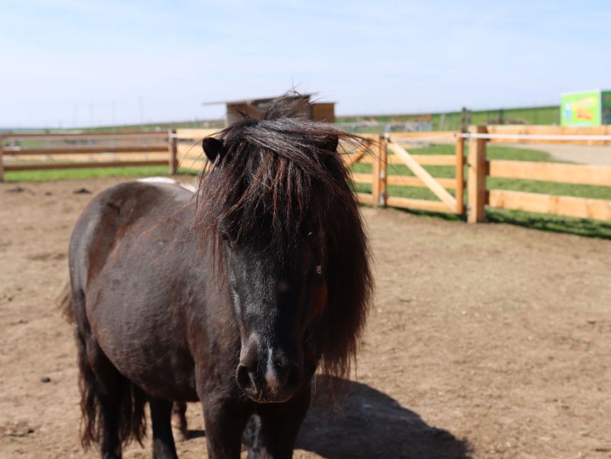 Shetlandpony
