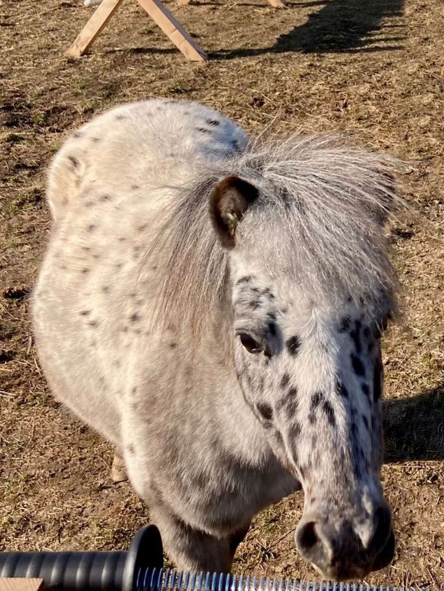 Miniappaloosa