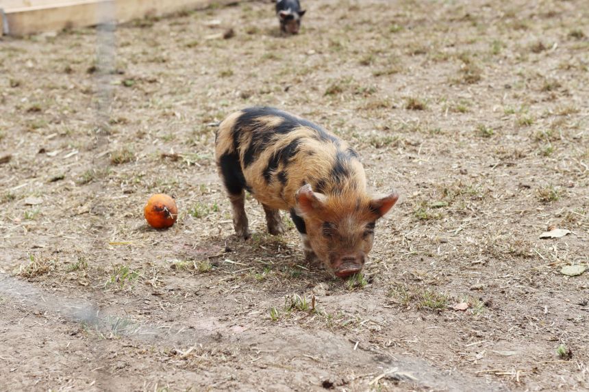 Kune kune Ferkel