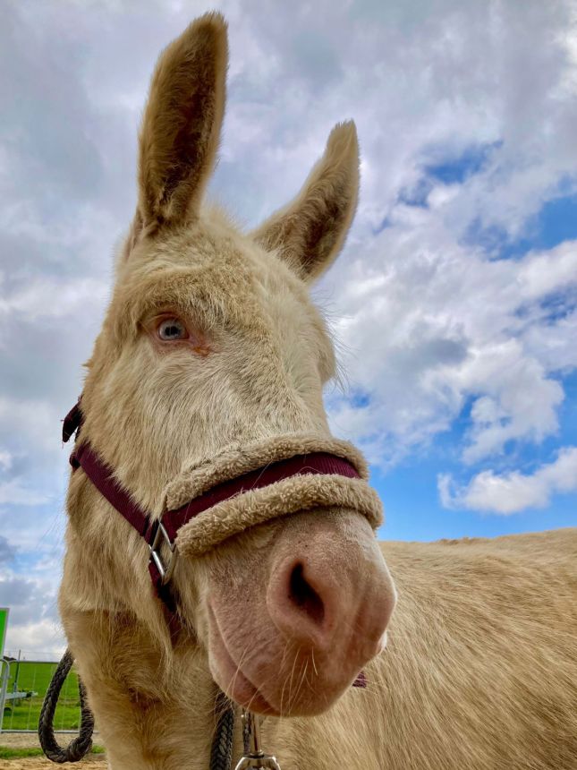Österreich-ungarischer Esel