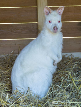 ROTBRUSTKÄNGURU (WEISS - ALBINISCH)