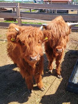 SCHOTTISCHES HOCHLANDRIND